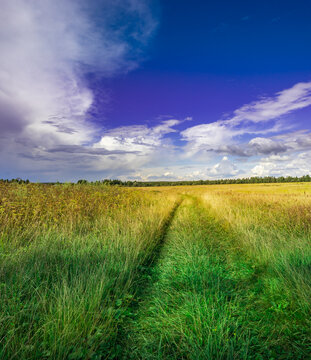 Golden path winds through lush green field