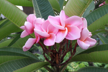 frangipani flower plant on farm © CMYK MAKER