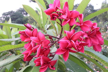 frangipani flower plant on farm © CMYK MAKER