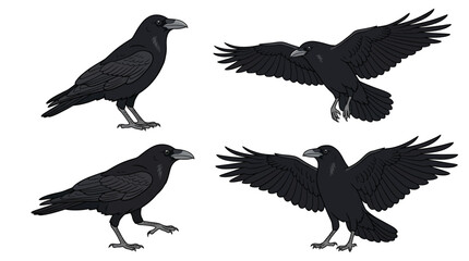 Obraz premium Black raven and crow bird vector illustrations in different poses