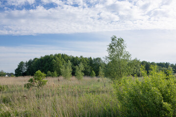 Fototapeta premium Summer Meadow Landscape with Trees and Tall Grass. Natural rural landscape featuring a wide meadow covered with tall grasses and bordered by trees under a lightly clouded sky. 