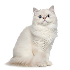 Fototapeta premium Cute fluffy white persian cat sitting and looking at camera