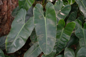 Close up of green philodendron burle marxii leaves in the tropical garden. © Nabila Priyanka