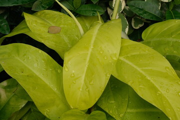 Close up of bright neon green philodendron leaves covered in fresh raindrops. © Nabila Priyanka