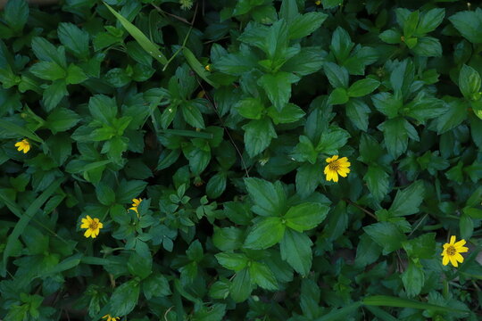 Full frame texture of green creeping-oxeye leaves with small yellow wedelia flowers scattered on the ground.