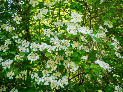 White blooming guelder rose shrub covered with abundant flower clusters and fresh green leaves in spring sunlight. Natural floral background with dense vegetation.
