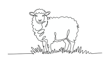 One continuous line illustration of an Sheep animal , isolated on white background. © line