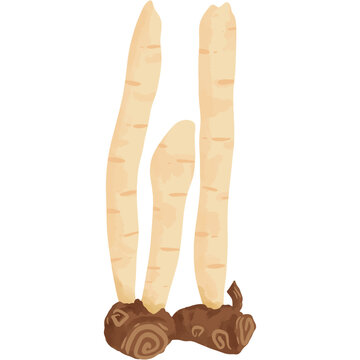 Fingerroot rhizome vector illustration, organic Chinese ginger or temu kunci for traditional cooking and soup, isolated botanical design element