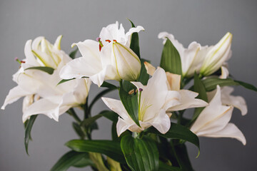 Obraz premium White lily flowers in bloom on a dark gray-green background. Elegant floral close-up with a vintage mood, suitable for luxury design, wedding decor, greeting cards, invitations and romantic branding