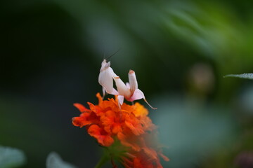 Pink Orchid mantis (Hymenopus coronatus) It is known by various common names, including walking flower mantis, orchid-blossom mantid and orchid mantis. © Ja
