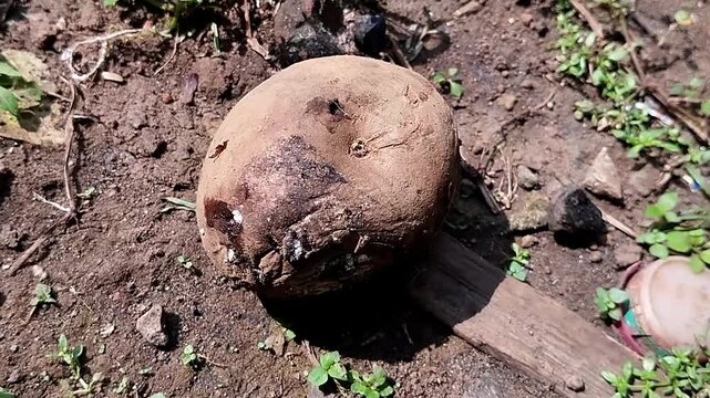 High angle wide shot of a static decaying potato tuber left on a rough open dirt ground.
