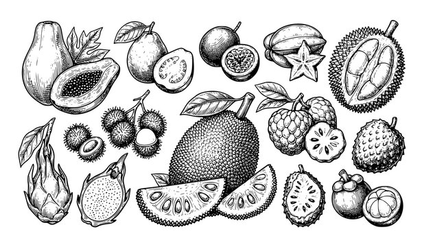 Tropical fruit botanical vector set with papaya guava durian rambutan and mangosteen