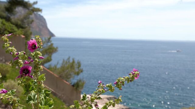 Pink Mallow Flowers Swaying Overlooking the Mediterranean Sea Coast