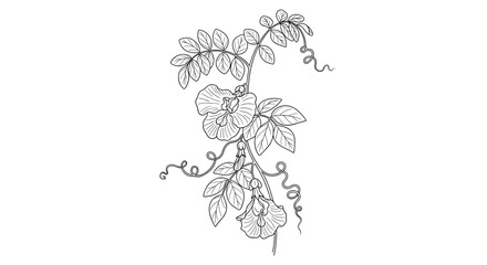 Fototapeta premium Delicate Line Art Drawing of a Blooming Pea Plant.