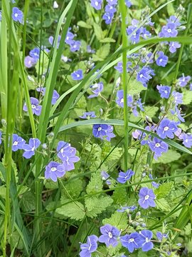 Small blue veronica chamaedrys flowers blooming in green grass. Germander speedwell wild flowers in summer meadow.