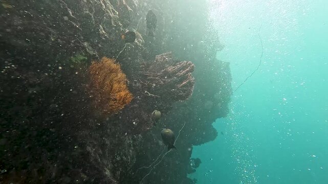 Scuba diving in Fiji with orange and purple soft corals on sheer rocky reef wall and tropical fish in turquoise ocean water in Suva, Fiji, South Pacific