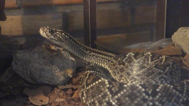 Crotalus durissus snake, or South American rattlesnake. Brazilian Cascavel in captivity