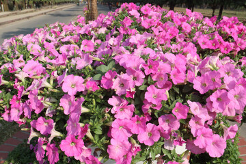 Obraz premium Petunia axillaris flower plant on pot in nursery