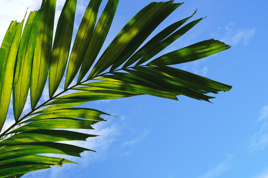 Beautiful Foxtail Palm leaves. The leaves are arranged in a circle, bright green and dense, at the top of the foxtail palm. Background in sunlight.