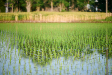 Fototapeta premium 水田が広がる日本の田園風景