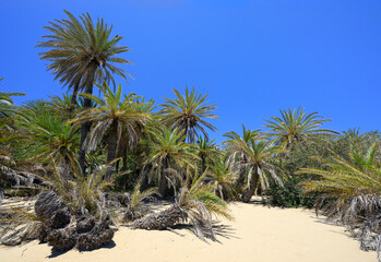 Obraz premium Beautiful palm trees forest and blue sky