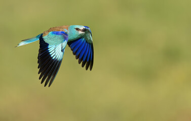 Obraz premium Roller bird close up ( coracias garrulus )