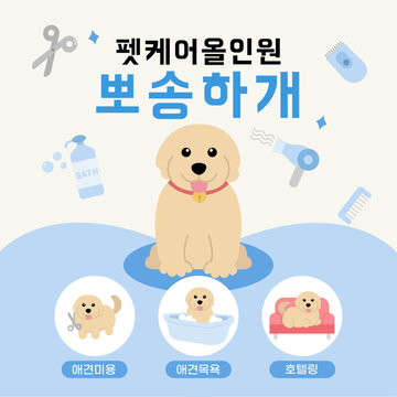 애견 미용
