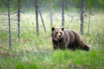 Obraz premium Wild brown bear ( Ursus arctos )