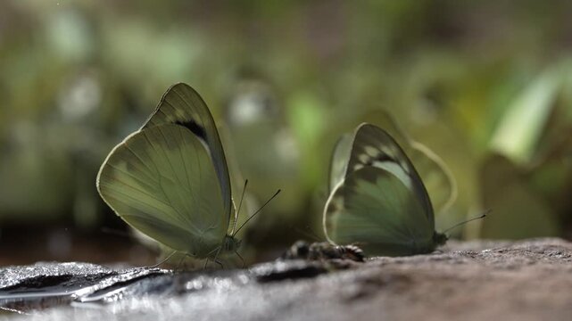 The "Butterfly City of the Eastern Forest"
Pieridae Butterflies are feeding mineral at Pang Sida National Park in Sa Kaeo Province,Thailand.