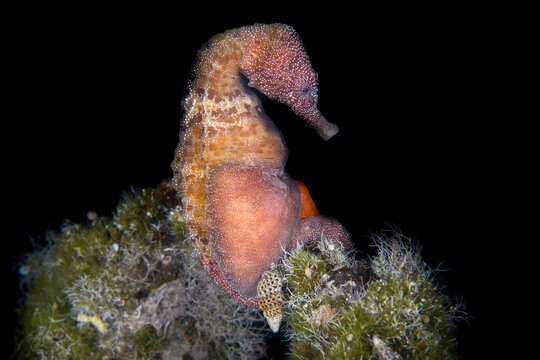 Pregnant male seahorse