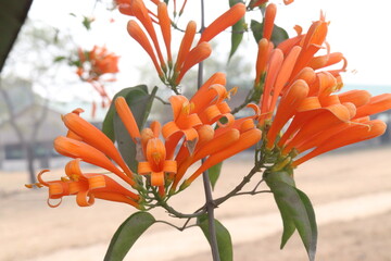 Obraz premium Pyrostegia venusta, flame vine or orange trumpet vine flower plant