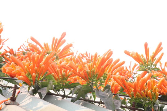 Pyrostegia venusta, flame vine or orange trumpet vine flower plant