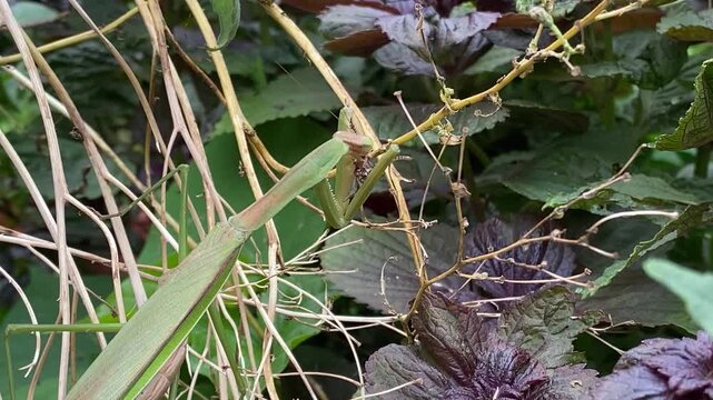 Female Praying Mantis Feeding on Lychee Stink Bug in Garden
