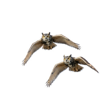 two hawks flying isolated on white background