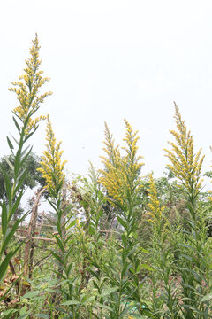 Solidago, goldenrod flowering plant on farm