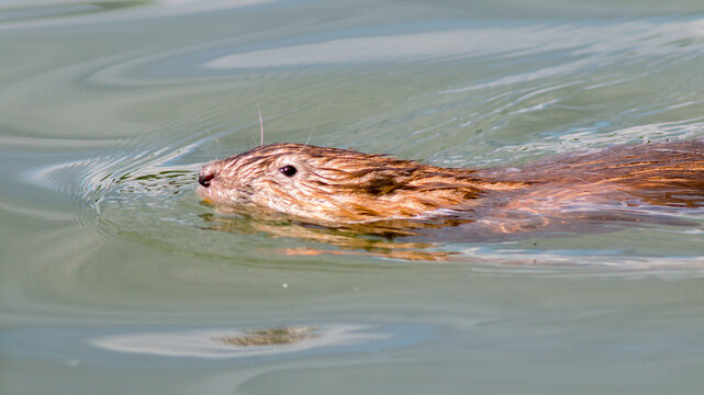 otter in the water