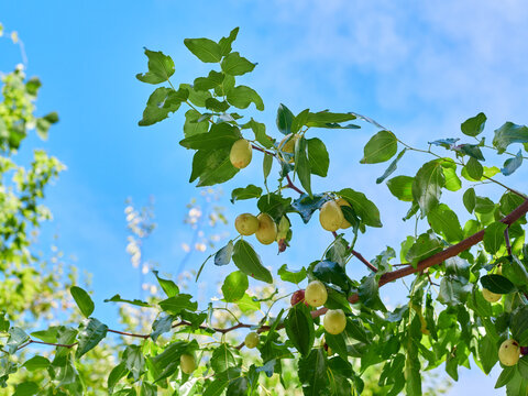 The jujubes on the tree are ripening