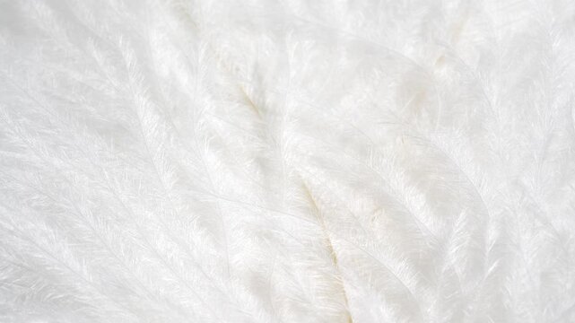 Macro white fluffy feather texture in slow motion, closeup feather background