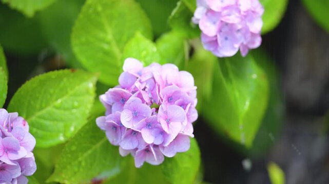 [音付き]梅雨の雨粒に打たれる綺麗な紫陽花の動画　梅雨や6月などの爽やかなイメージ動画
