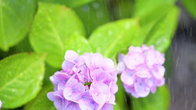 Video of beautiful hydrangeas being pelted by raindrops during the rainy season&mdash;refreshing imagery of the rainy season and June