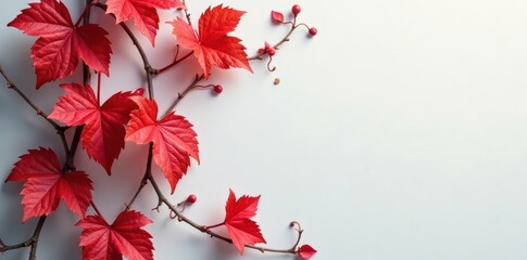 Fototapeta premium Colorful red leaves adorn a climbing vine with entwined stems , flora, vine, stem