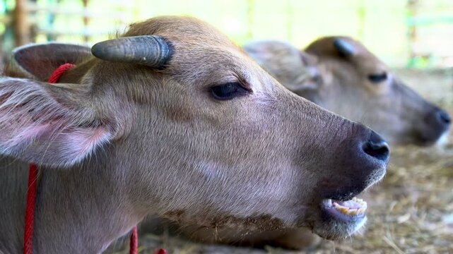 Water buffalo resting in a farm barn, calmly chewing cud. Close-up rural livestock scene showing natural animal behavior in an agricultural environment.