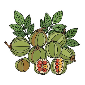 Illustration of garcinia gummigutta, also known as malabar tamarind, showing whole fruits, leaves, and crosssections revealing the seeds inside, isolated on white background