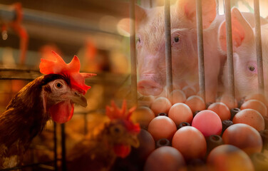 Chicken, pig, and eggs in farm. Global food crisis concept.Commercial poultry farming. Poultry, pork, and egg industry. Livestock farm. Meat industry. Hen eggs from organic farm. Rises in food prices. © Fahroni
