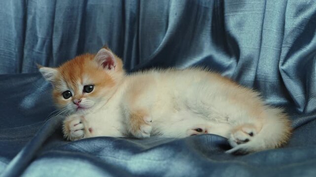 Adorable British golden chinchilla kitten resting on blanket and curiously exploring surroundings. Cozy home atmosphere and cute pet concept