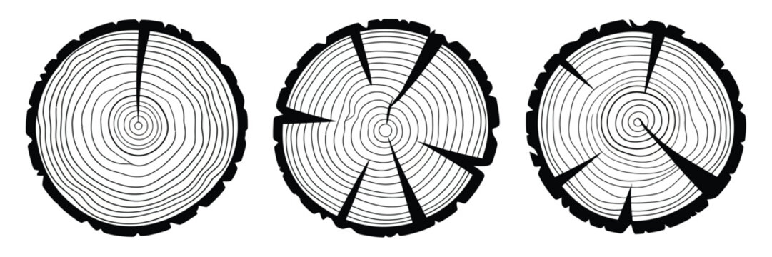 Tree Stumps with Growth Rings Cut into Sections on White Background