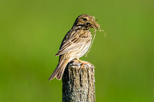Corn bunting collecting nesting material preparing for spring