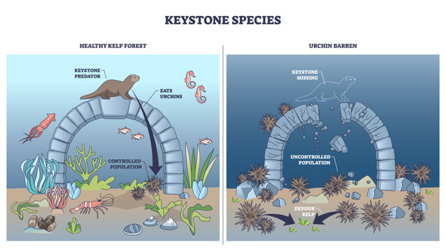 Keystone species outline shows a sea otter controlling urchins to protect kelp, when missing, arch collapses and barren spreads. Outline diagram