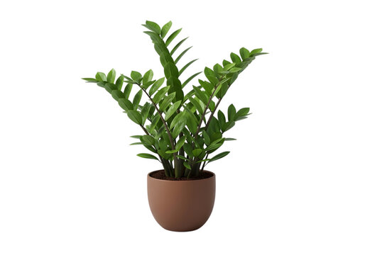Green zamioculcas plant in a brown pot isolated on white background