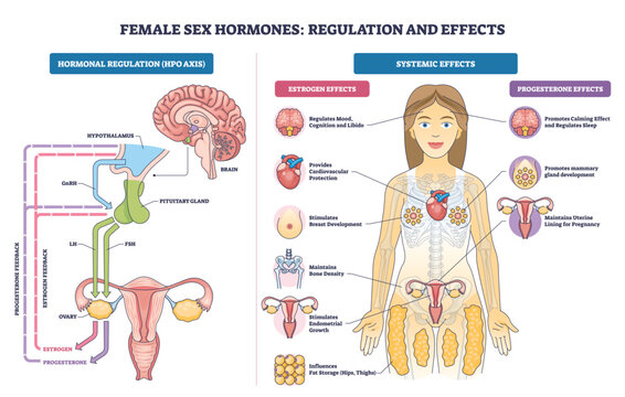 Female hormone regulation and effects, HPO axis guides ovaries and uterus, showing estrogen and progesterone actions on brain, heart, bones, and fertility. Outline diagram